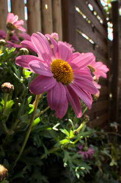 Garden Asters in Swiss village of Arbon