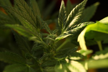 cannabis hemp plant outdoor