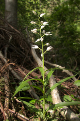 Cephalanthera longifolia; Sword-leaved Helleborine orchid in woods above Walenstadt, Swiss Alps