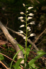 Cephalanthera longifolia; Sword-leaved Helleborine orchid in woods above Walenstadt, Swiss Alps