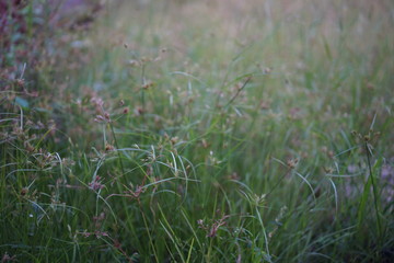 natural green meadow in summer field of thailand