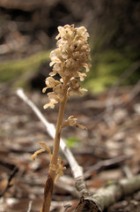 Neottia nidus-avis; Bird's-nest orchid in woods above Walenstadt, Swiss Alps