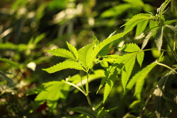 cannabis hemp plant outdoor