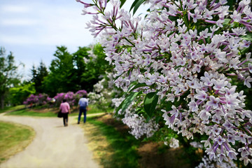 Obraz premium Colorful (Vilolet, White, Pink) Lilac flower with blue sky at Kawashimo Park, Sapporo, Hokkaido