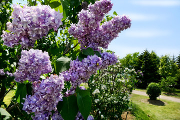 Colorful (Vilolet, White, Pink) Lilac flower with blue sky at Kawashimo Park, Sapporo, Hokkaido