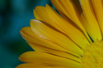 Желто-Бирюзовое