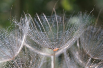 Тля под зонтиком