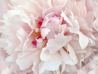 Obrazy na Szkle  Beautiful crimson peony flower, white