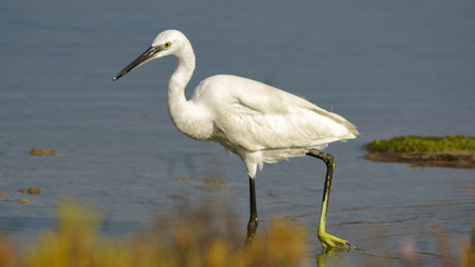 Little Egret Egretta Garzetta Close Up