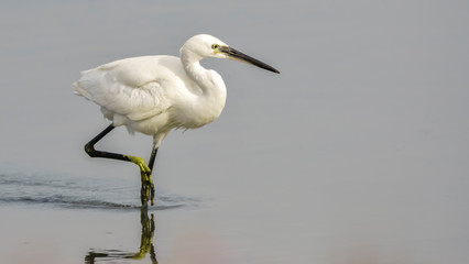 Little Egret Egretta Garzetta Close Up