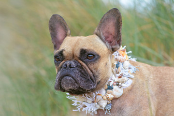 Portrait head shot of a beautiful female light brown French Bulldog dog wearing nautical collar made from real seashells