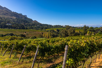 Fototapeta na wymiar Weinregion Landschaft Kapregion