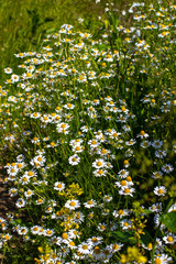 Bush flowers daisies. Chamomile closeup on a blurred field background. Summer meadow on which flowers grow close-up.