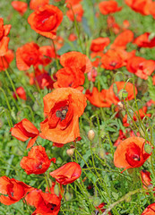 Fototapeta premium Blühende Mohnblumen, Papaver rhoeas