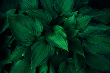 Leaves of a tropical plant in the forest. Ecology, wild life and gardening. Photo in deep green color, macro, fantasy postcard, copyspace.