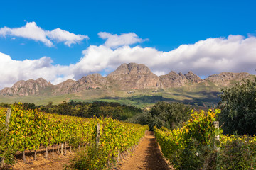 Fototapeta na wymiar Landschaft Südafrika Kapregion