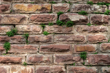 Red brick wall with green plant leaf creepers