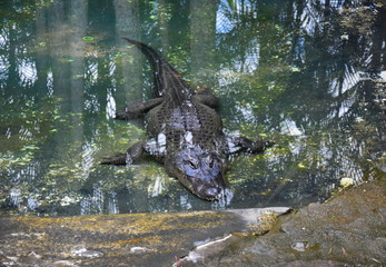 Beerwah, Australia - Apr 22, 2019. Crocodile resting in the pool. Australia Zoo is located in Queensland on the Sunshine Coast. The zoo contains a wide range of birds, mammals and reptiles.