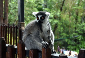 Ring-tailed lemur, or cat lemur, or Katta (Lemur catta) the most famous species of the lemur family. Found in the South and South-West of the island of Madagascar in the dry open spaces and forests