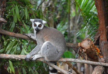 Obraz premium Ring-tailed lemur, or cat lemur, or Katta (Lemur catta) the most famous species of the lemur family. Found in the South and South-West of the island of Madagascar in the dry open spaces and forests