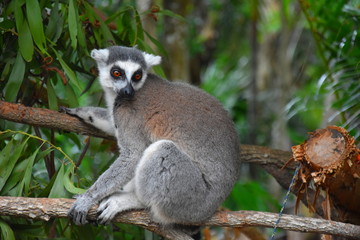 Ring-tailed lemur, or cat lemur, or Katta (Lemur catta) the most famous species of the lemur family. Found in the South and South-West of the island of Madagascar in the dry open spaces and forests