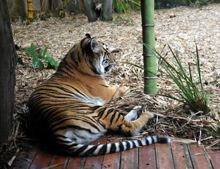 Beerwah, Australia - Apr 22, 2019.  Striped sumatran tiger (Panthera tigris sumatrae) lying on the ground. Australia Zoo is located in Queensland on the Sunshine Coast.