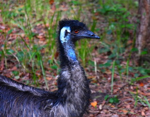Southern cassowary, Casuarius casuarius, also known as double-wattled cassowary, Australian big forest bird. Rare bird in habitat.