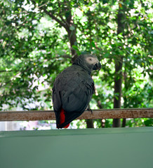 Red tail parrot on a balcony