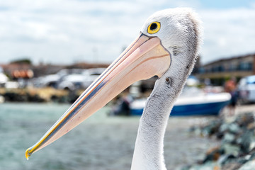 Side image of an Australian pelican with its beak proudly protruding forward