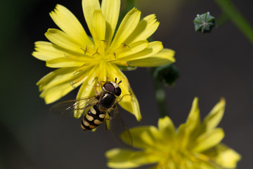 Gliding fly