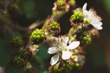 Blackberry flowering bush with green berries. Pink flowers of beautiful blackberry bush in spring. Bush with beautiful ripening blackberry berries. Many unripe green berries in the garden.