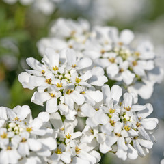 Blühende Schleifenblumen, Iberis