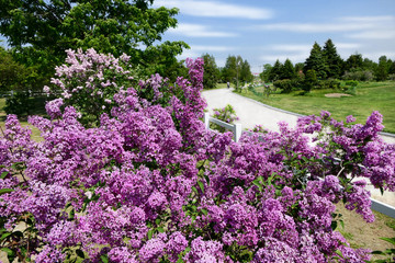 Beautiful Lilac flower with blue sky at Kawashimo Park, Sapporo, Hokkaido