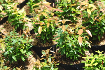 Syzygium gratum  (Wight) S.N. Mitra var. gratum tree at tree shop in Thailand. It is herb and food, look fresh and warm.