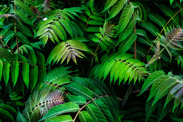 natural leaf pattern