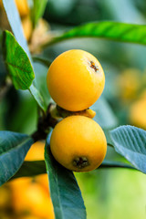 Ripe fruit loquat on tree in the garden