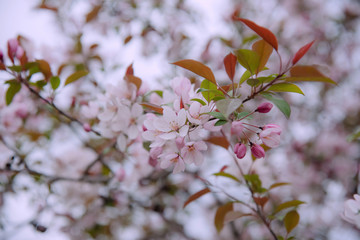 Apple tree in bloom, blooming garden, pink and white flowers