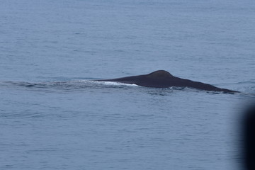 ニュージーランドのクジラ