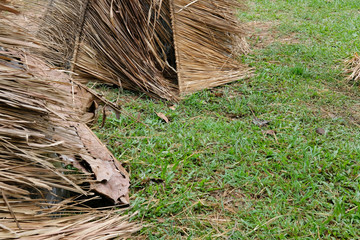 straw mushroom growing in farm
