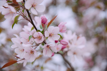 Apple tree in bloom, blooming garden, pink and white flowers