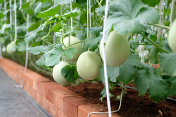 melon plant growing in green house in farm