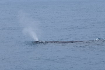 ニュージーランドのクジラ
