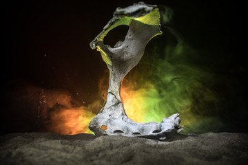 Animal bone in dark Halloween night with fog and light on background / Selective focus and space for text.