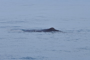ニュージーランドのクジラ