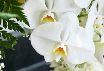 Stem of White Doritaenopsis Orchid Flowers or Phalaenopsis