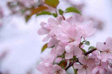 Apple tree in bloom, blooming garden, pink flowers