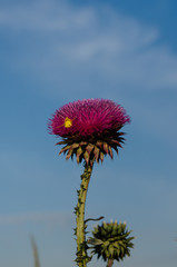 The yellow spider chose a lilac flower as a place to ambush its prey. Thistle - raw materials for...