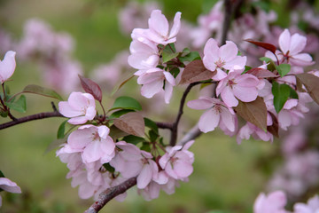 Apple tree in bloom, blooming garden, pink flowers and green grass
