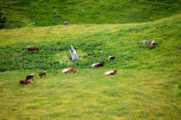 Cows on Velika planina mountain, Slovenia