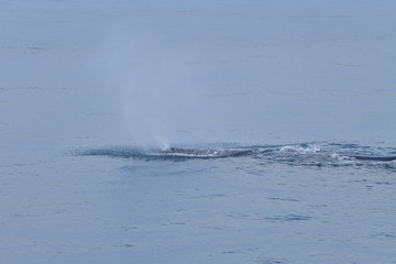 Fototapeta premium ニュージーランドのクジラ